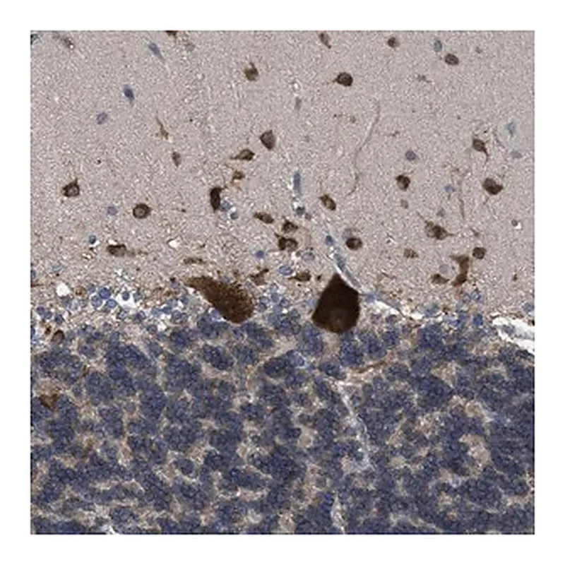 Merck Anti-UPF1 antibody produced in rabbit