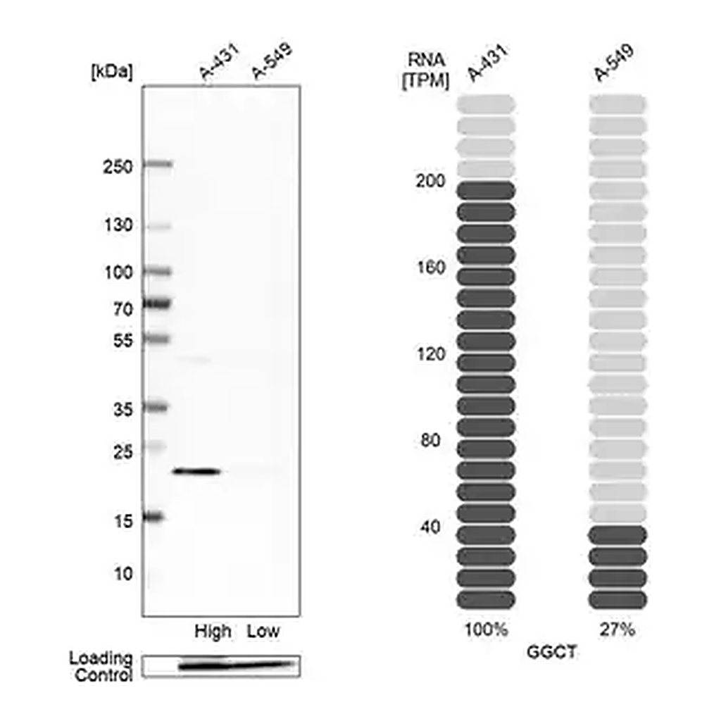 Merck Anti-GGCT antibody produced in rabbit