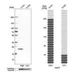 Merck Anti-GGCT antibody produced in rabbit