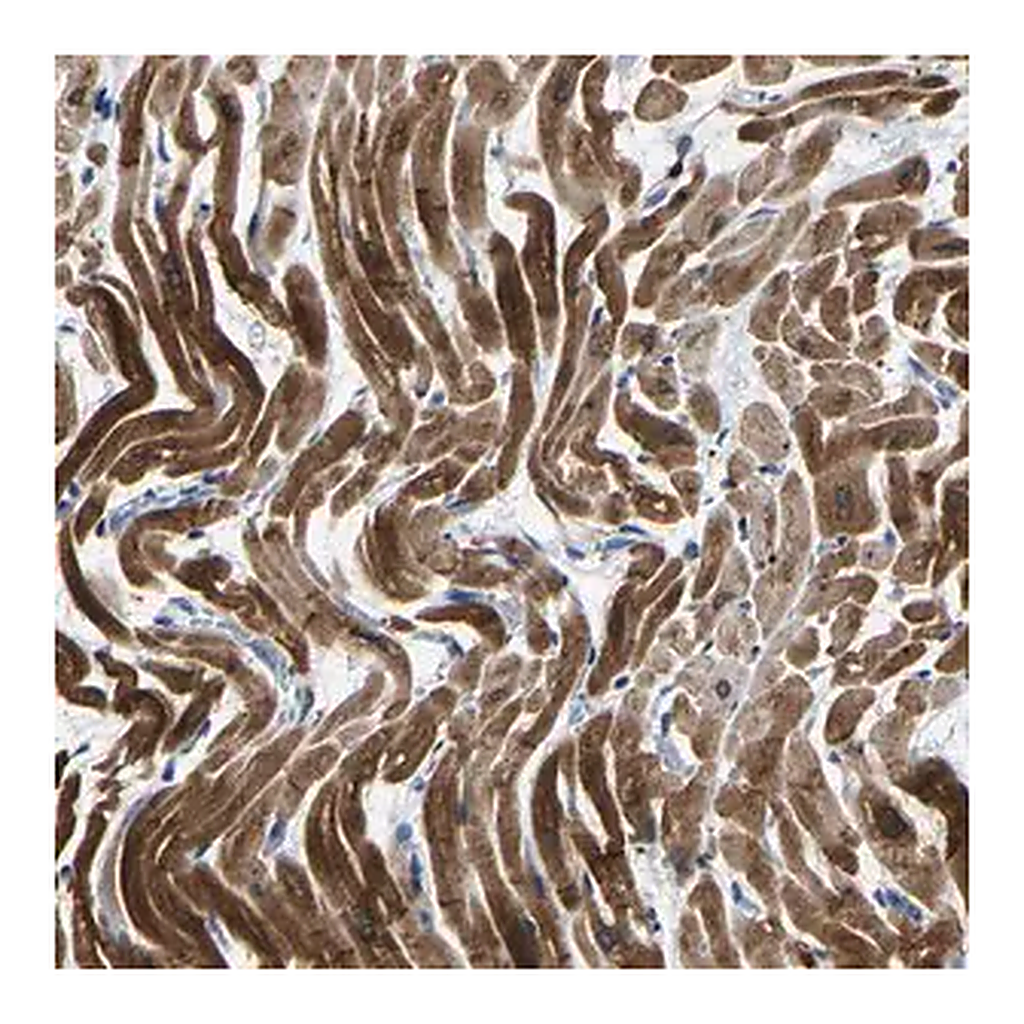 Merck Anti-AGK antibody produced in rabbit