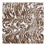 Merck Anti-AGK antibody produced in rabbit