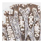 Merck Anti-GIGYF1 antibody produced in rabbit