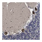 Merck Anti-AVEN antibody produced in rabbit