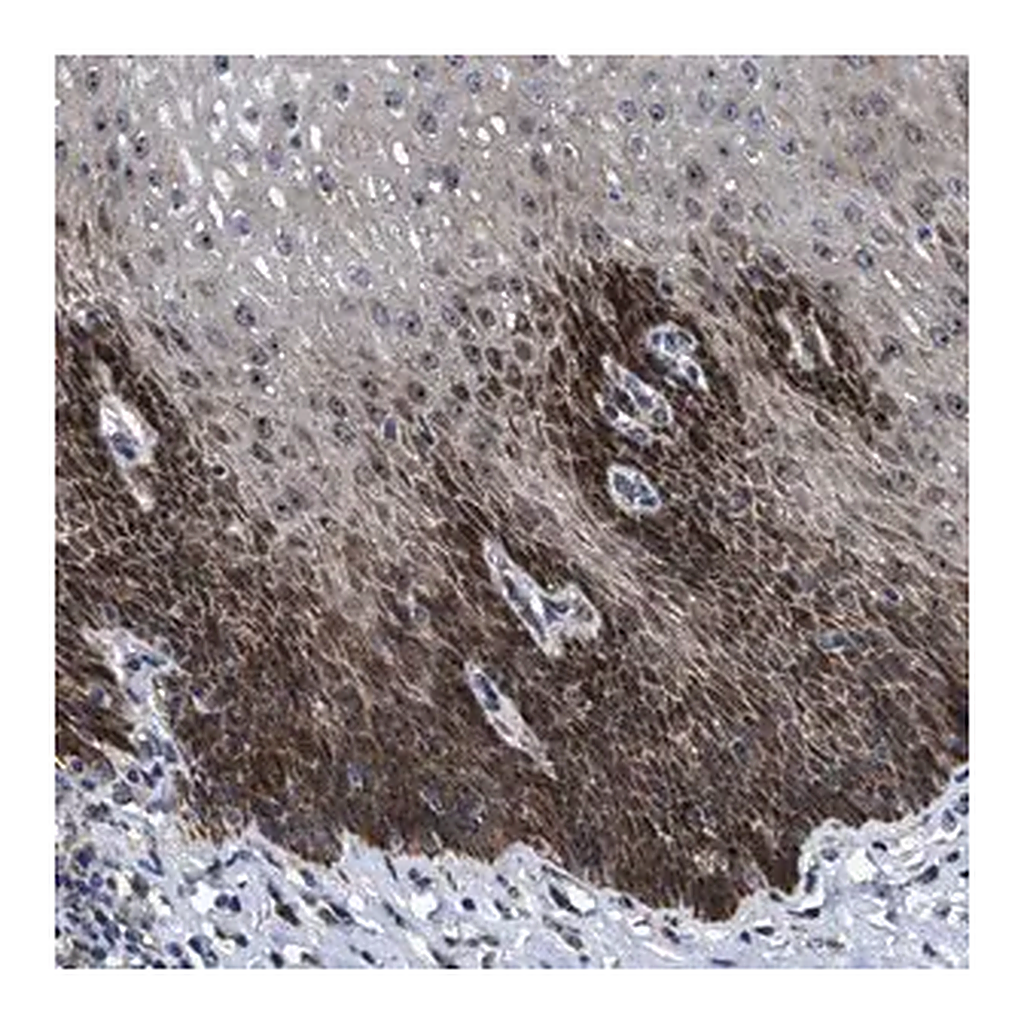 Merck Anti-HAUS6 antibody produced in rabbit