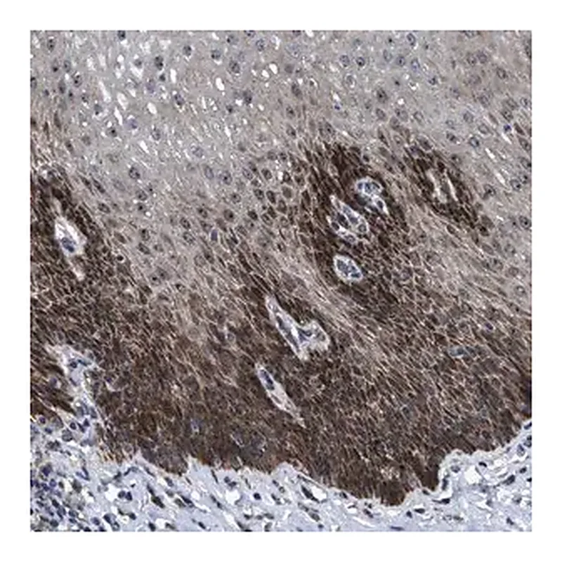 Merck Anti-HAUS6 antibody produced in rabbit