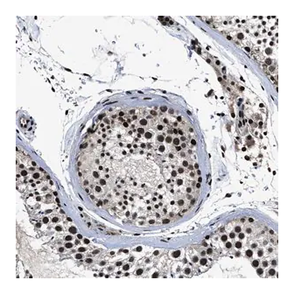 Merck Anti-ZNF233 antibody produced in rabbit