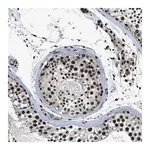 Merck Anti-ZNF233 antibody produced in rabbit