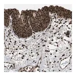 Merck Anti-HAUS6 antibody produced in rabbit