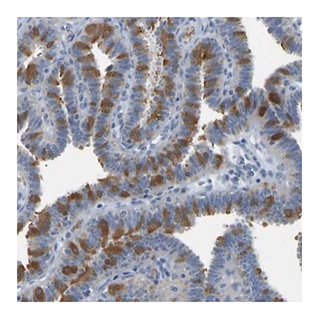 Merck Anti-C21orf59 antibody produced in rabbit