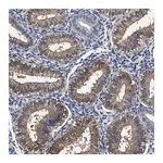 Merck Anti-SOCS5 antibody produced in rabbit