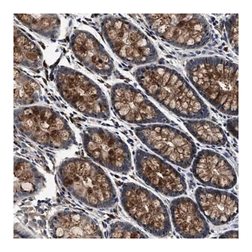 Merck Anti-PHPT1 antibody produced in rabbit