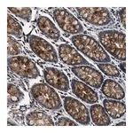 Merck Anti-PHPT1 antibody produced in rabbit