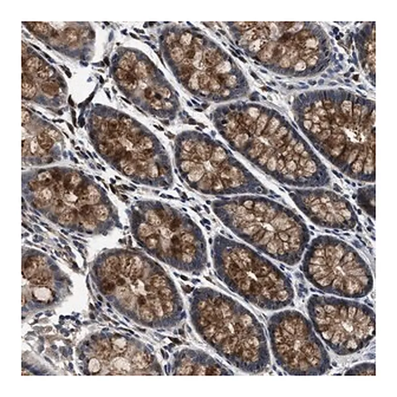 Merck Anti-PHPT1 antibody produced in rabbit