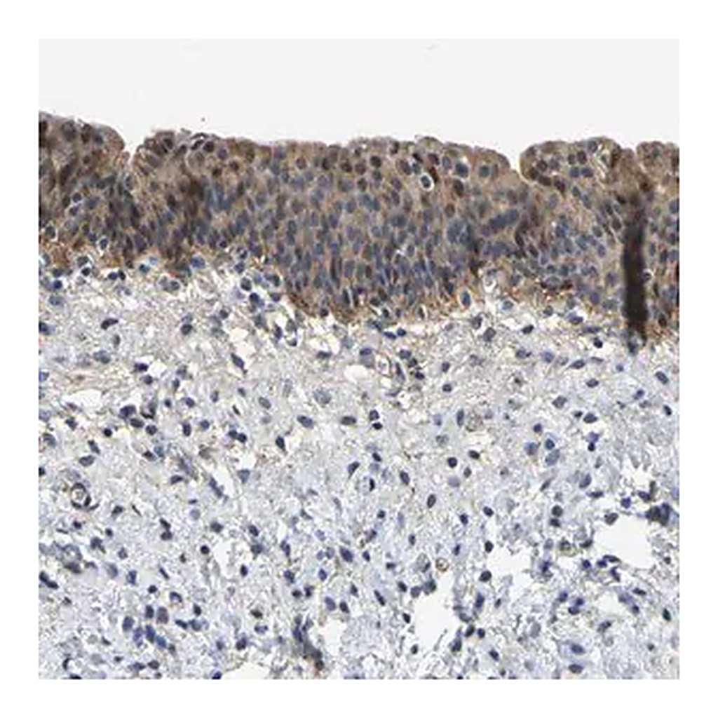 Merck Anti-LIAS antibody produced in rabbit