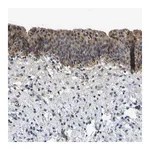 Merck Anti-LIAS antibody produced in rabbit