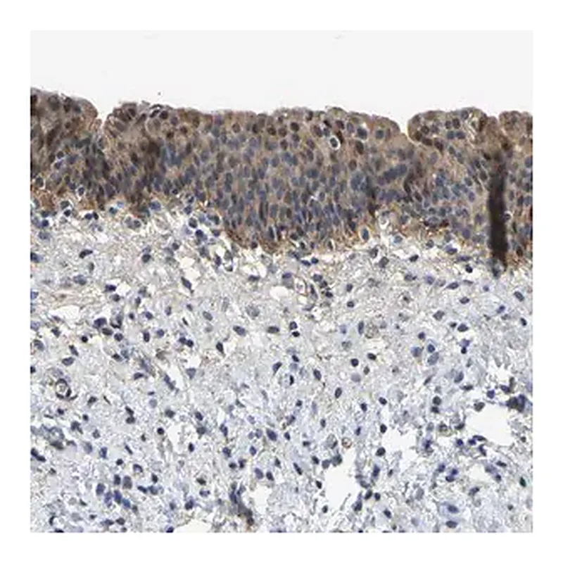 Merck Anti-LIAS antibody produced in rabbit