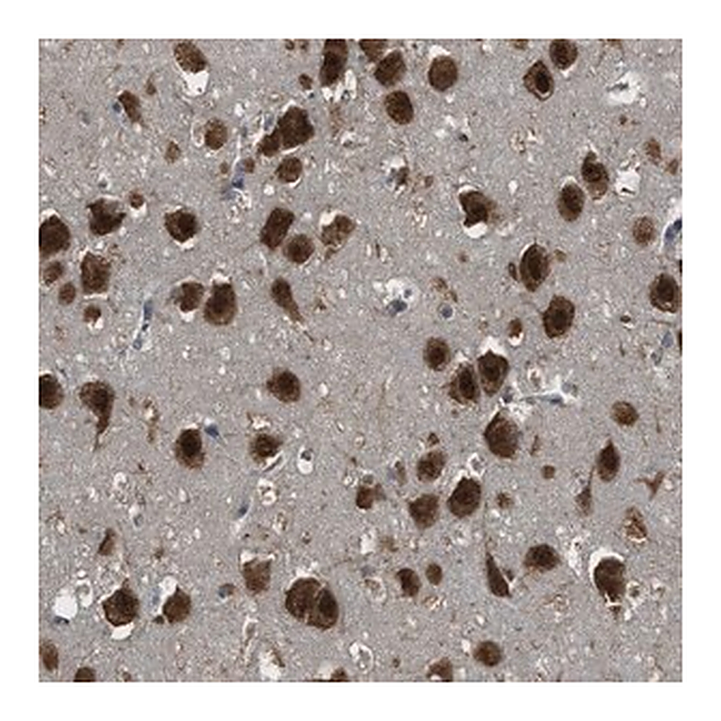 Merck Anti-ARHGEF5 antibody produced in rabbit