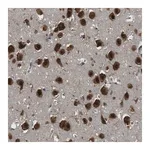 Merck Anti-ARHGEF5 antibody produced in rabbit