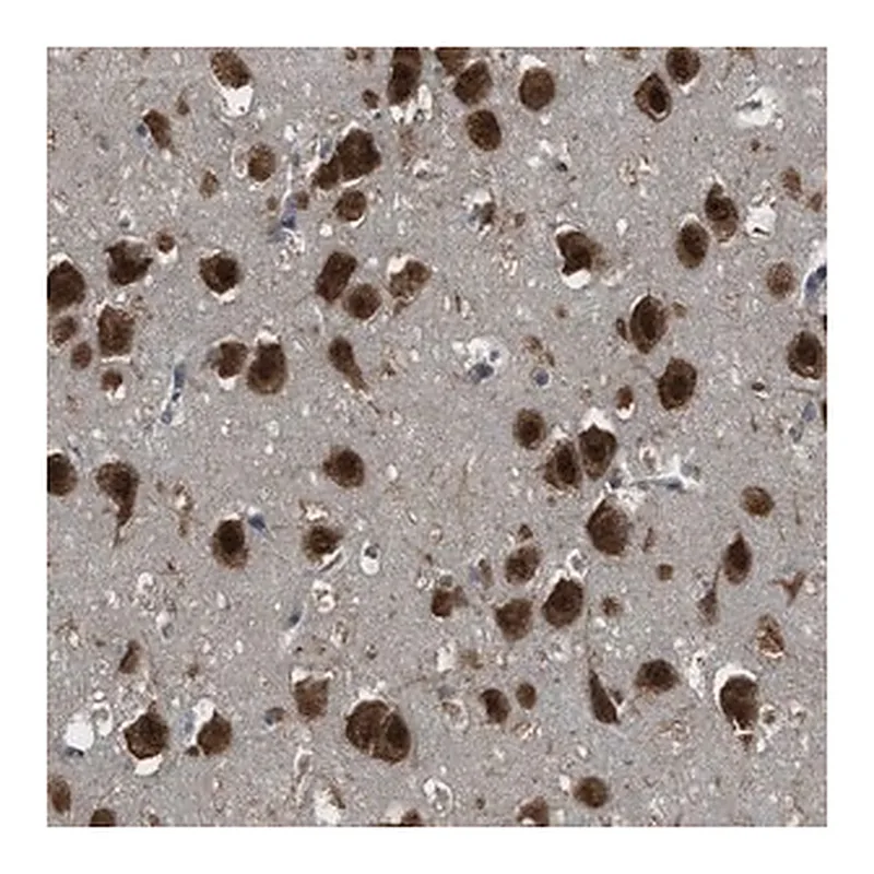 Merck Anti-ARHGEF5 antibody produced in rabbit
