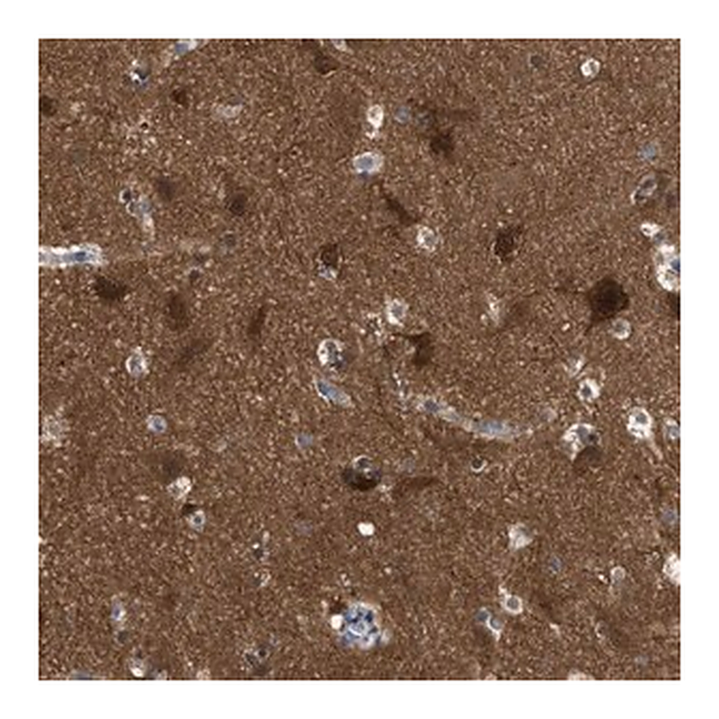 Merck Anti-RAP1GDS1 antibody produced in rabbit