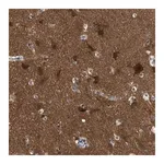 Merck Anti-RAP1GDS1 antibody produced in rabbit