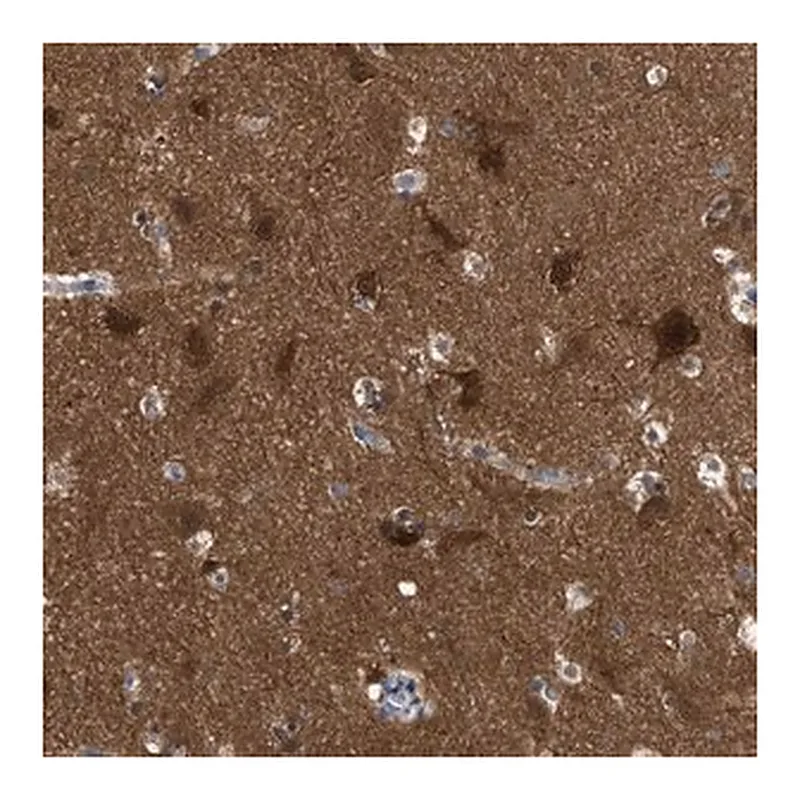 Merck Anti-RAP1GDS1 antibody produced in rabbit