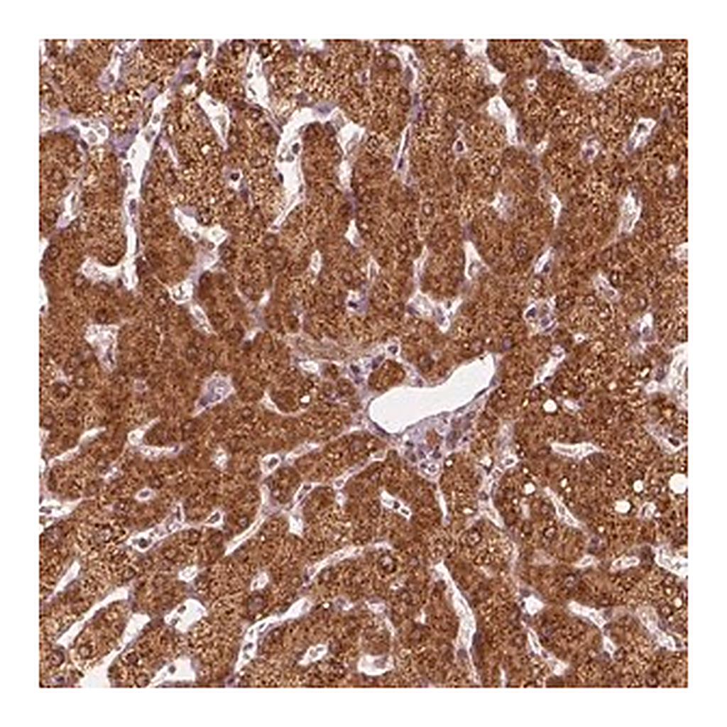 Merck Anti-DNAJC25 antibody produced in rabbit