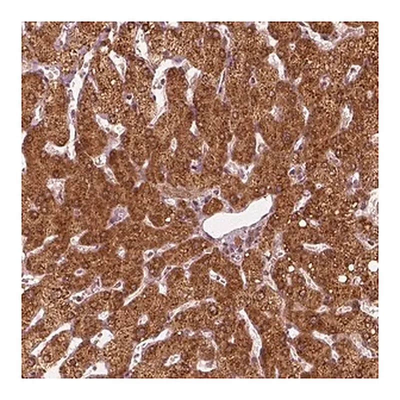 Merck Anti-DNAJC25 antibody produced in rabbit