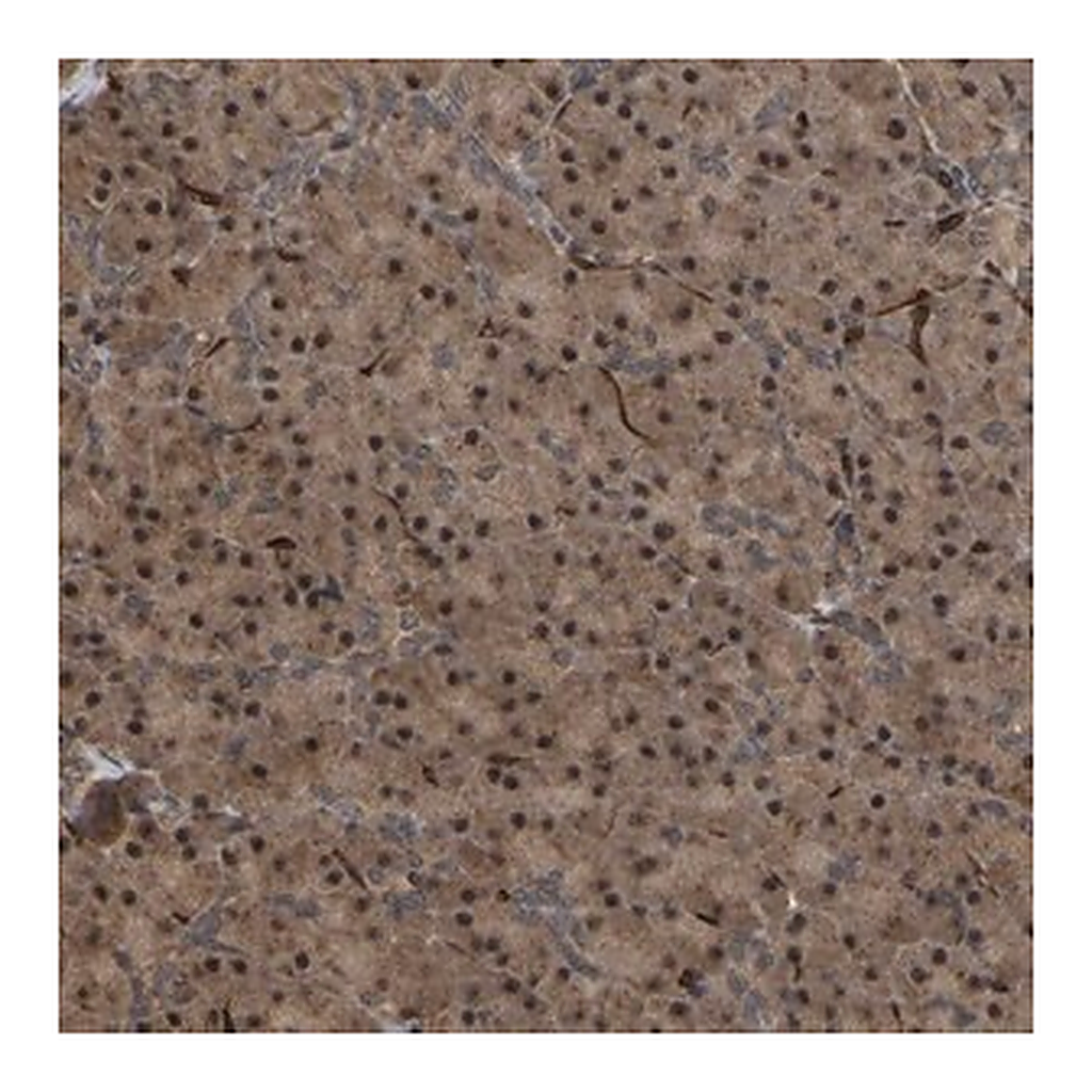 Merck Anti-FAM161B antibody produced in rabbit