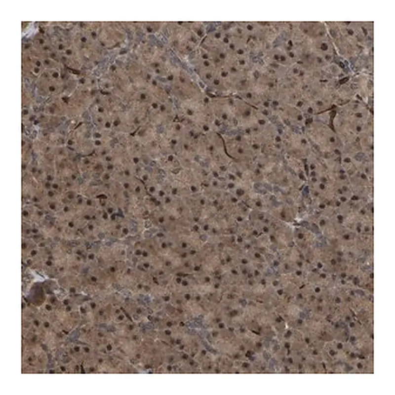 Merck Anti-FAM161B antibody produced in rabbit