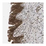 Merck Anti-FGD5 antibody produced in rabbit