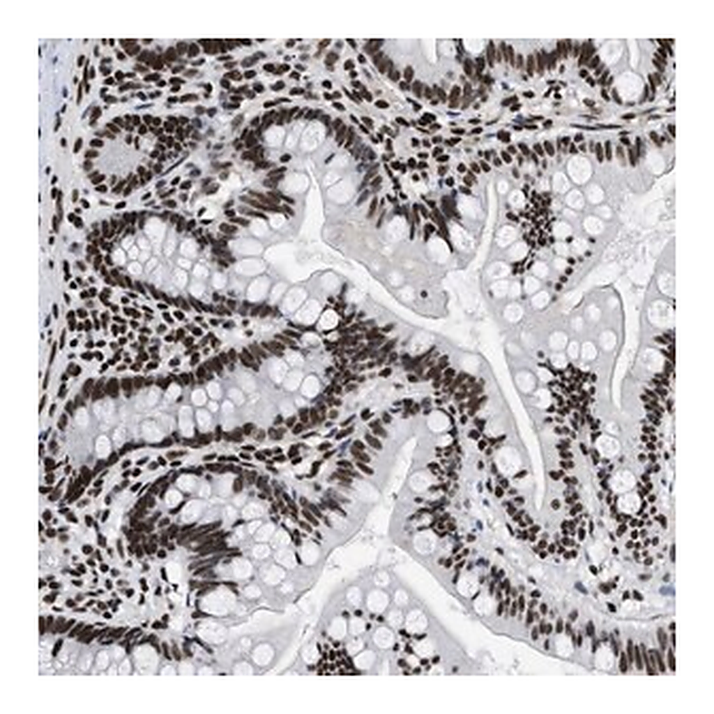 Merck Anti-CREB1 antibody produced in rabbit
