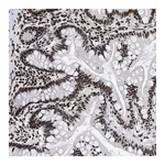 Merck Anti-CREB1 antibody produced in rabbit