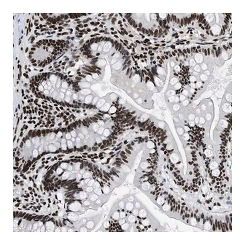 Merck Anti-CREB1 antibody produced in rabbit
