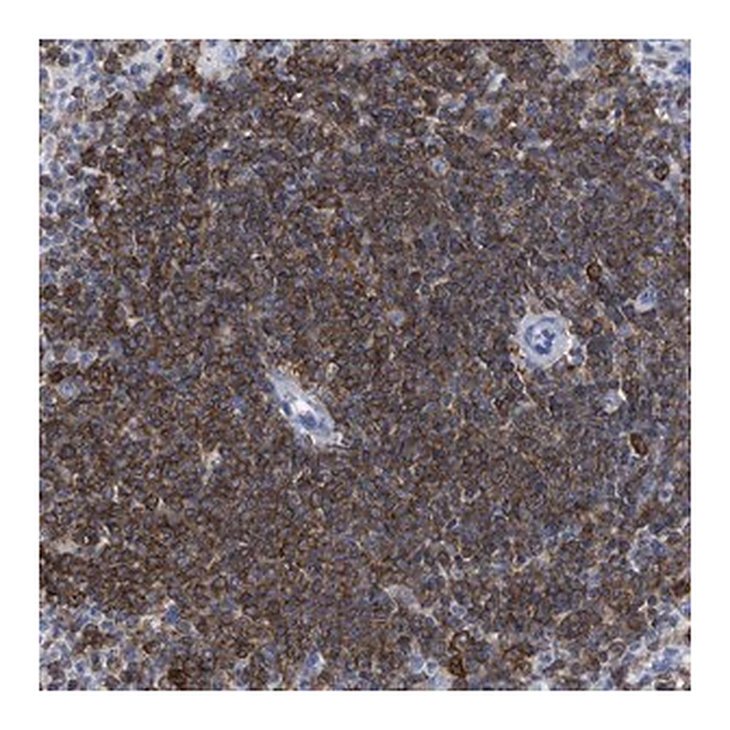 Merck Anti-HCLS1 antibody produced in rabbit