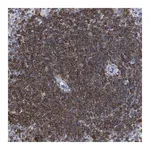 Merck Anti-HCLS1 antibody produced in rabbit