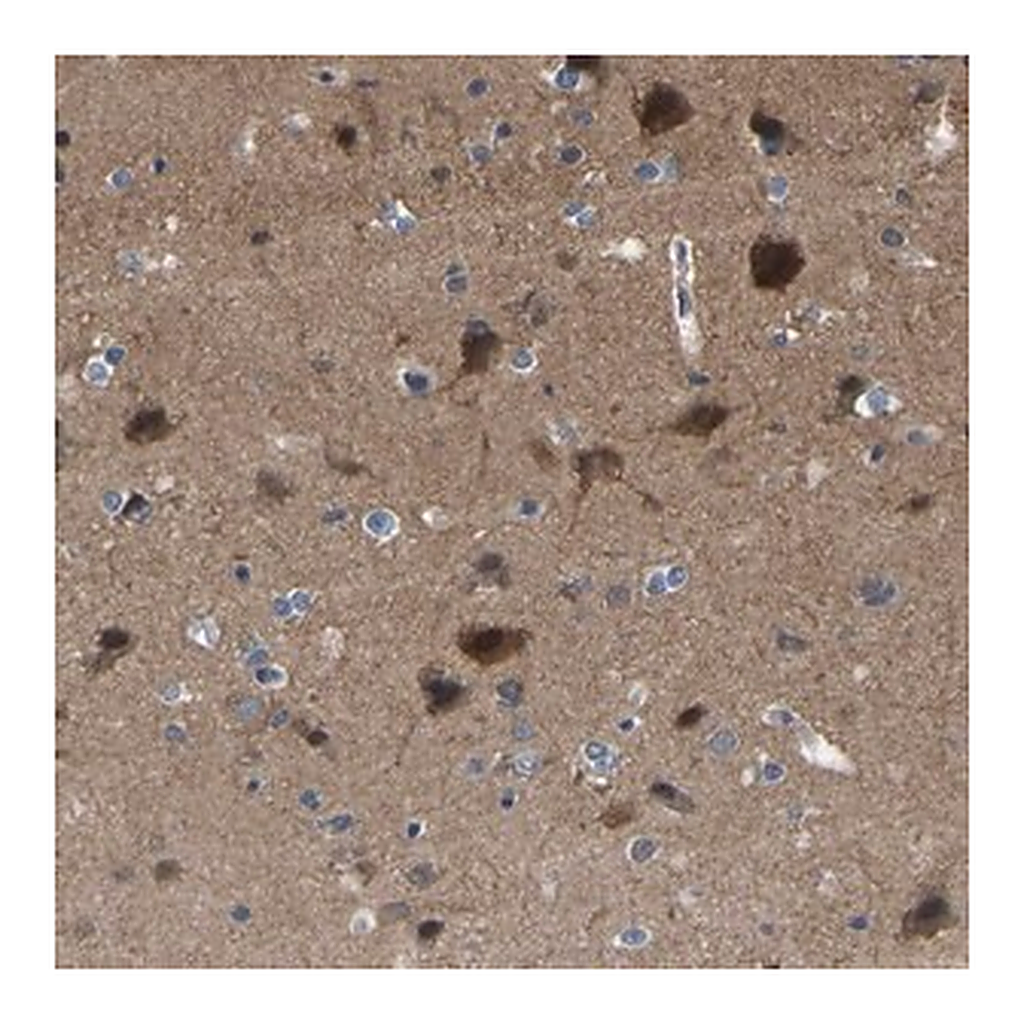 Merck Anti-CIT antibody produced in rabbit