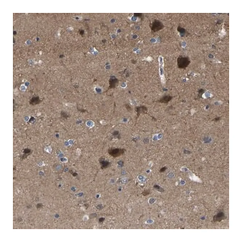 Merck Anti-CIT antibody produced in rabbit