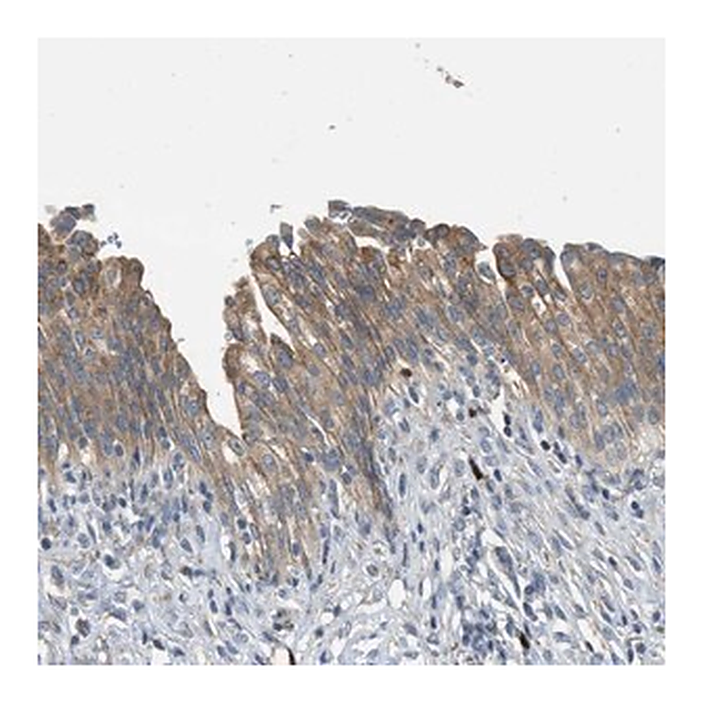 Merck Anti-TMEM68 antibody produced in rabbit