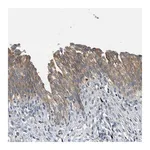 Merck Anti-TMEM68 antibody produced in rabbit