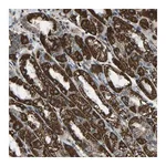 Merck Anti-RBM33 antibody produced in rabbit