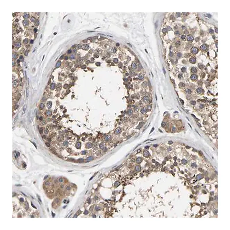 Merck Anti-AIMP2 antibody produced in rabbit