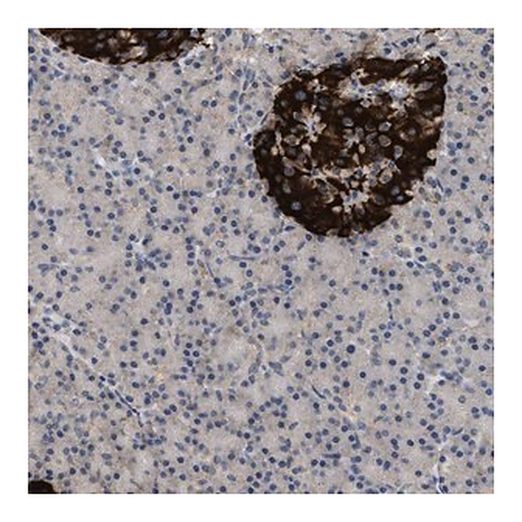 Merck Anti-WDR31 antibody produced in rabbit