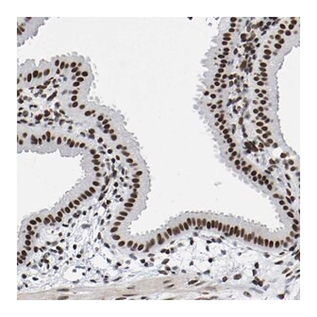 Merck Anti-PRCC antibody produced in rabbit