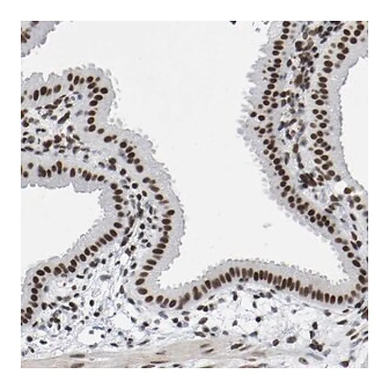 Merck Anti-PRCC antibody produced in rabbit