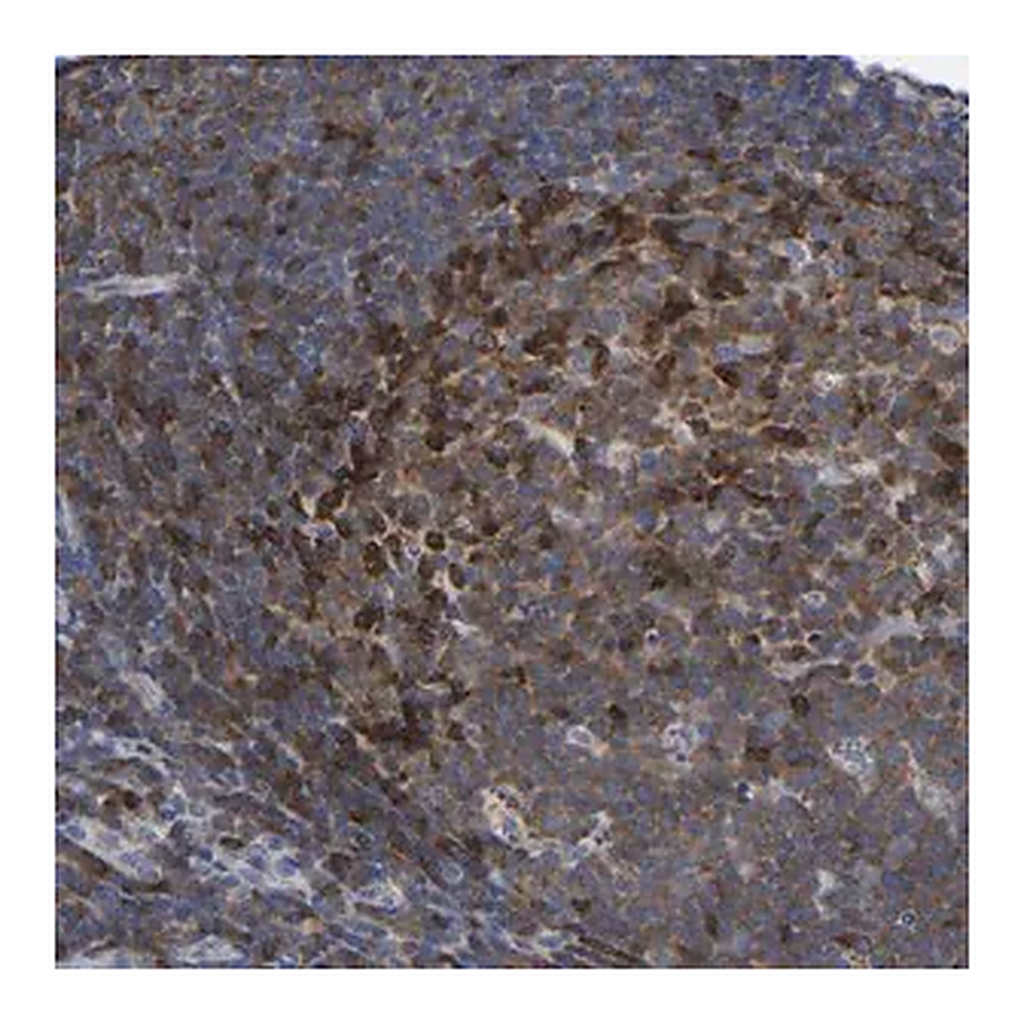 Merck Anti-PTPN7 antibody produced in rabbit