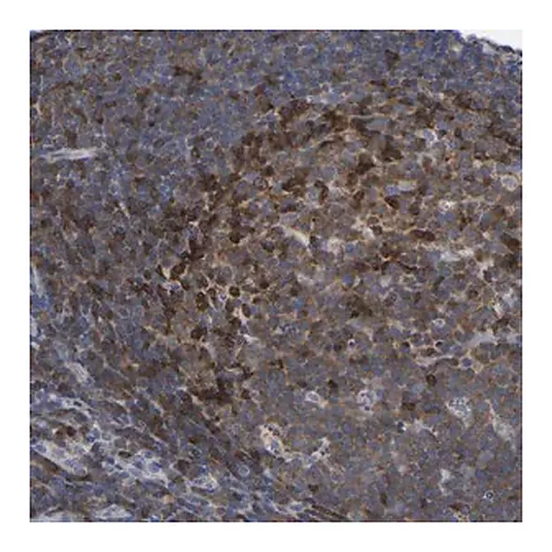 Merck Anti-PTPN7 antibody produced in rabbit