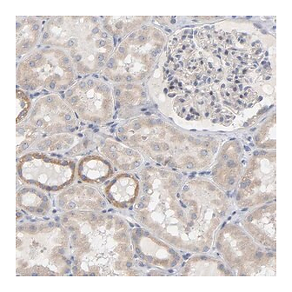 Merck Anti-MINDY4 antibody produced in rabbit