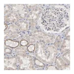 Merck Anti-MINDY4 antibody produced in rabbit