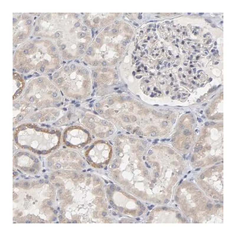 Merck Anti-MINDY4 antibody produced in rabbit